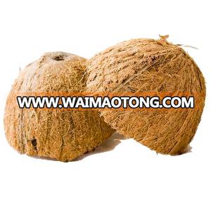 Coconut Shell